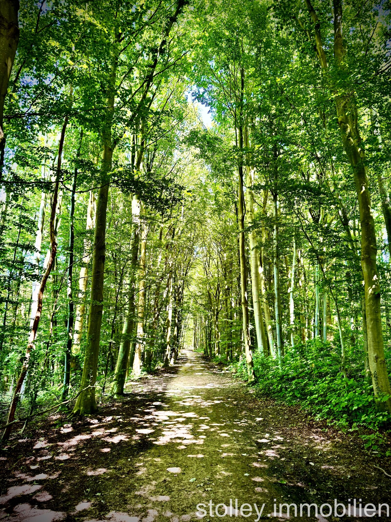 ein Wald vor der Tür